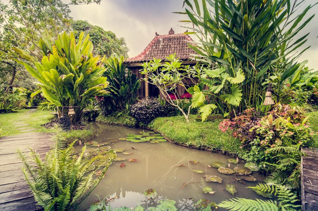 Dragonfly Village Ubud